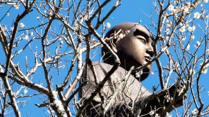 梅が香漂う【妙本寺】コンデジだけで撮った祖師堂脇の紅白の梅