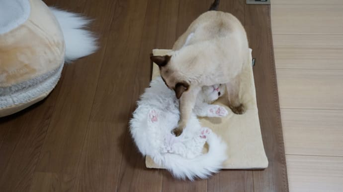 ママ猫オトモおじちゃん