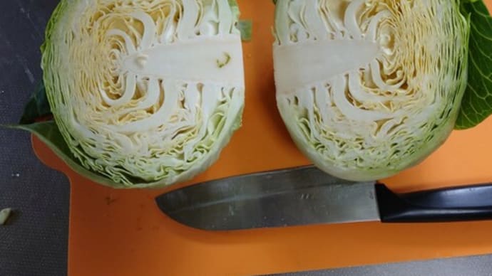 キャベツの試し取り!!