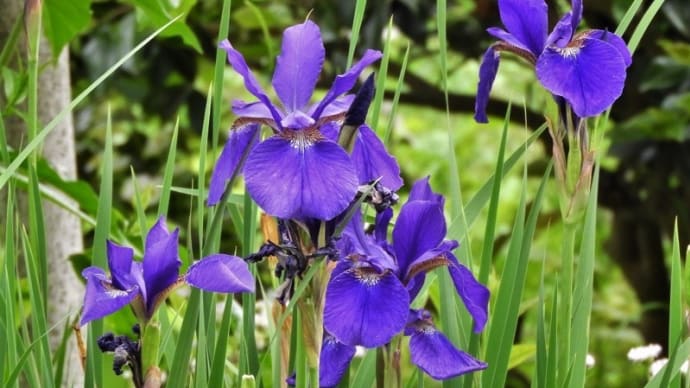 「相模原麻溝公園」が紫色の花姿の「アヤメ」がお目見え！！