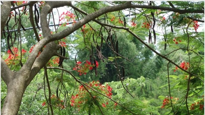 台湾で見た花や植物など