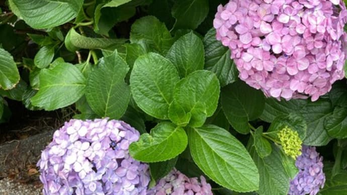 ~横浜(関内)グルメ散歩~ / Hydrangea’s season