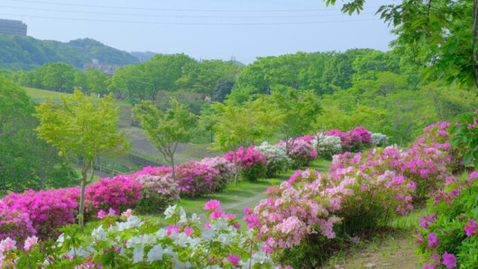 sakeの歩窓から(あつぎつつじの丘公園~若宮公園)