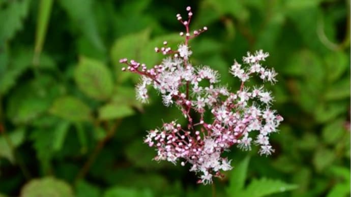 白馬に暮らす旅　高原の花便り