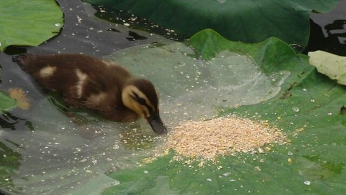 親に見放されたカルガモの子ガモ　14日目　