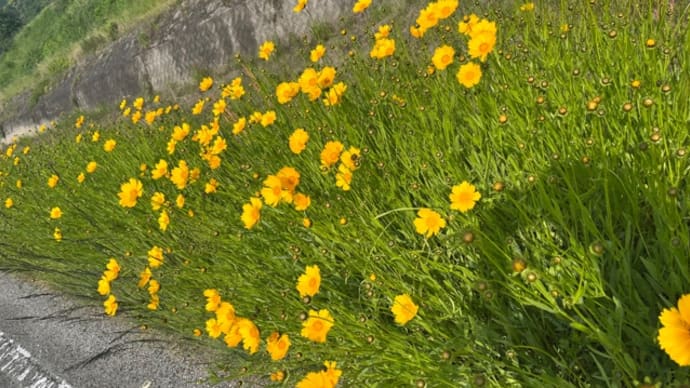 八雲橋から文化会館へラン🏃♀️