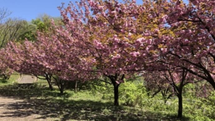 金沢:倶利伽羅峠の八重桜
