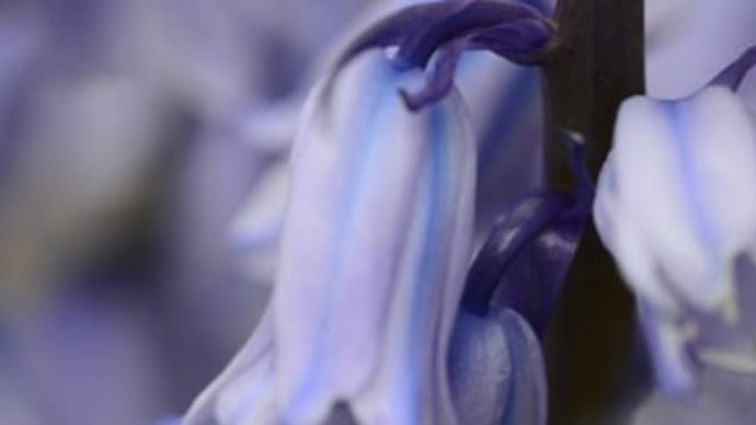 わが家の花も、雨に打たれて。