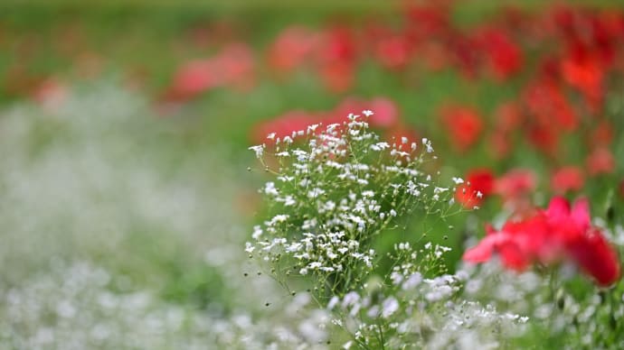 かすみ草