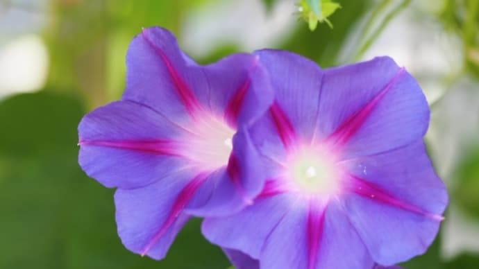 アサガオの茎が日焼けしている?