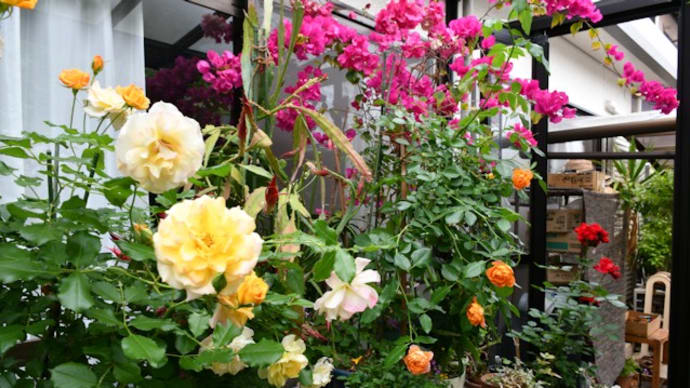 我が家の花日誌 カラフルな花の競演
