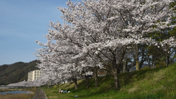 夢前川(御立周辺)の桜が満開 (姫路市) 2021.04.01