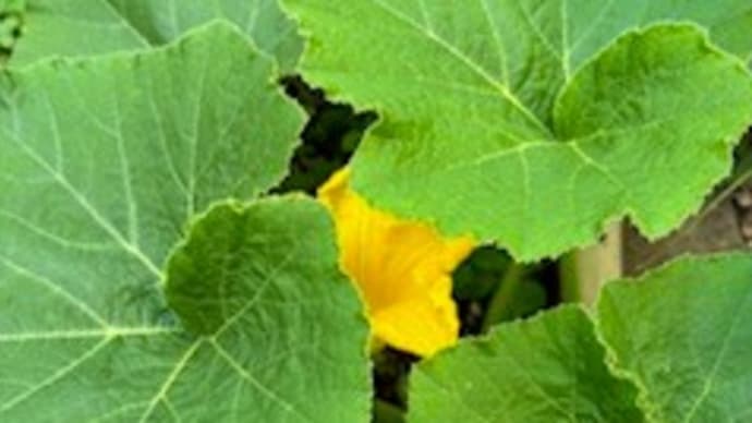 カボチャの花