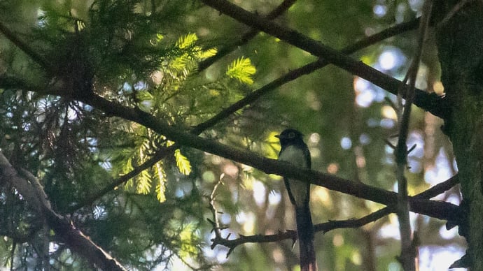 探鳥日和「再掲野鳥スペシャル第1弾」