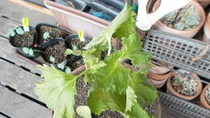 青じそ苗、再植え替え