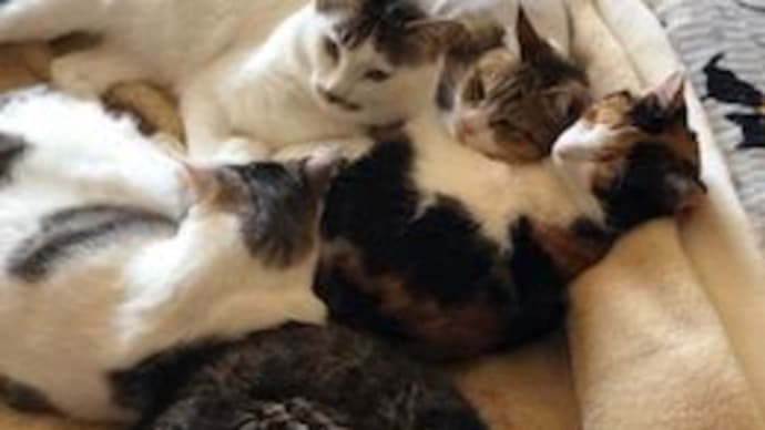愛猫の退院と私は蓄膿症で発熱