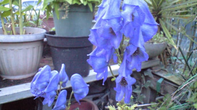 「トリカブト」の花と・・・・