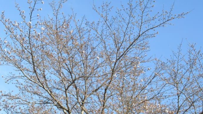 '24.03.31 桜が開花、たまりすくのマスターと伝説のブルースマンが来た