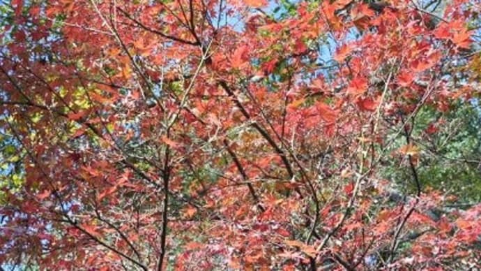 26、姥芙蓉 ③