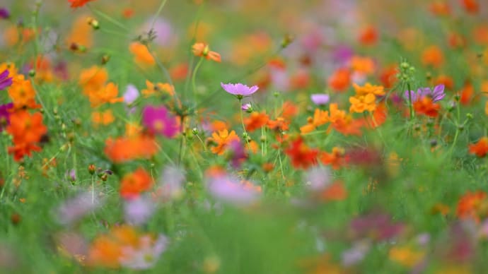 ◆秋桜と彼岸花(富田さとにわ耕園/千葉市)