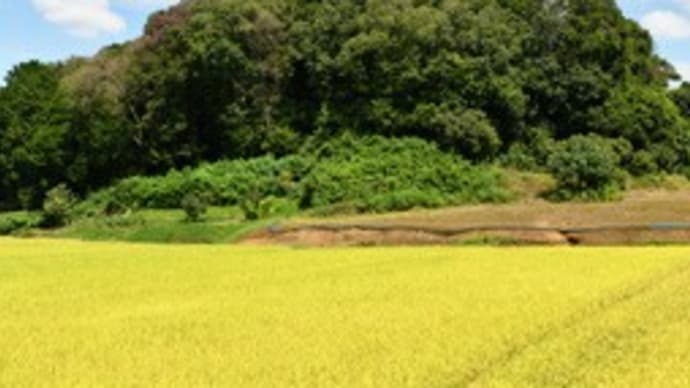 2022年9月10日 夏58%、秋42%