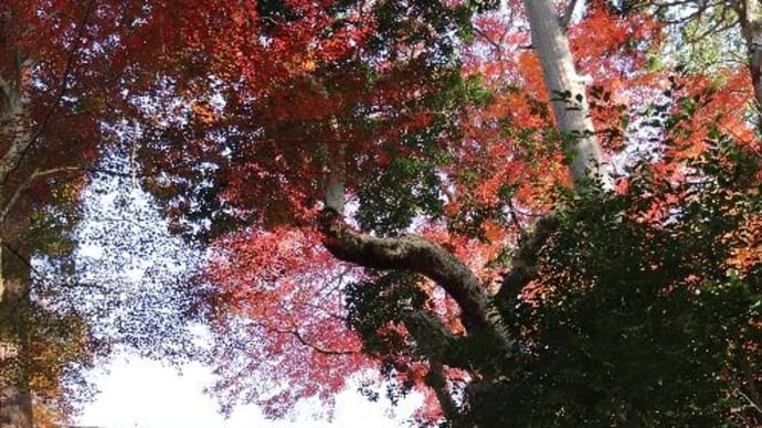「毘沙門堂門跡」（京都）紅葉の赤で空が見えません（ 2019･11･24）