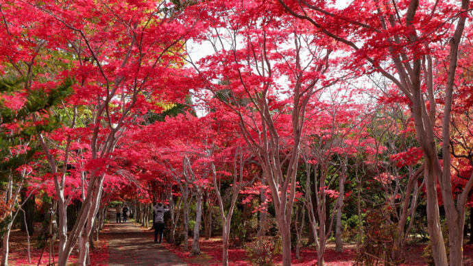 平岡樹芸センターの紅葉パートⅡ