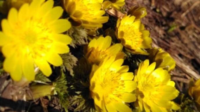 春の訪れ~花も団子も両方楽しむ