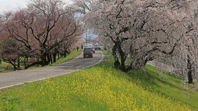 木曽川堤の桜 2