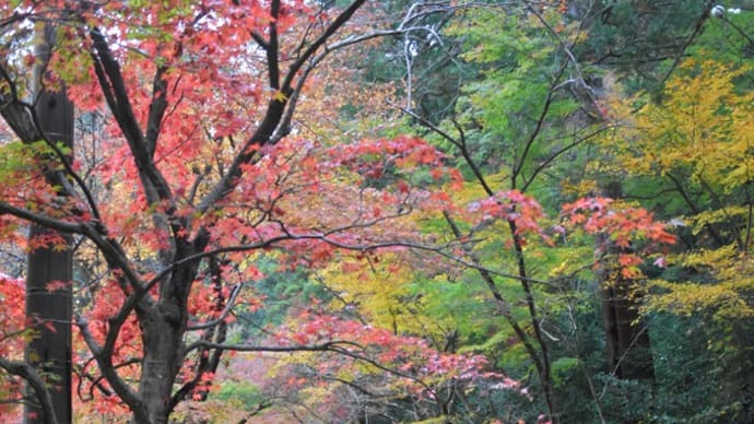 小国神社＆大洞院の紅葉