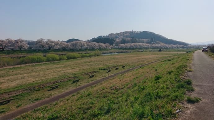 柴田町船岡の一目千本桜を見てきました