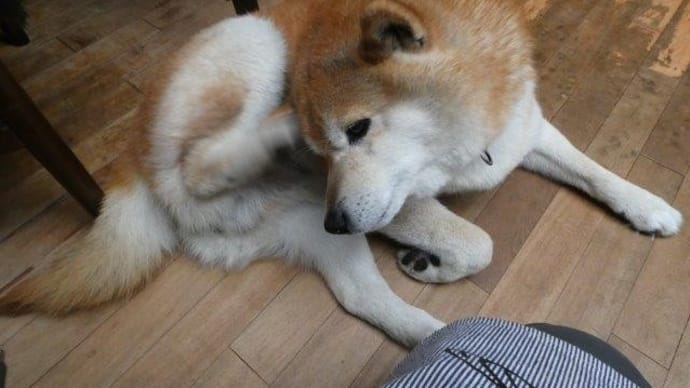 志賀高原に行ったのよ　番外編　柴犬・空海くんの足は　マメ！？だらけ？？