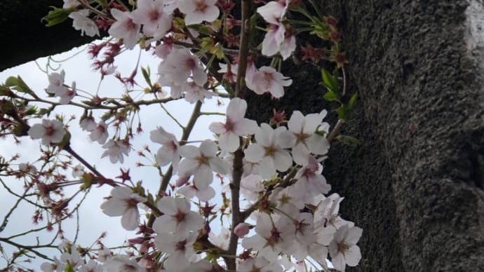 春 木の芽風 サクラ色