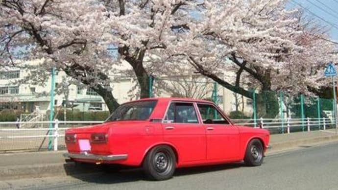 ★桜さくら５１０★