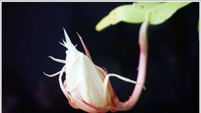 月下美人(歌麿呂美人)の開花