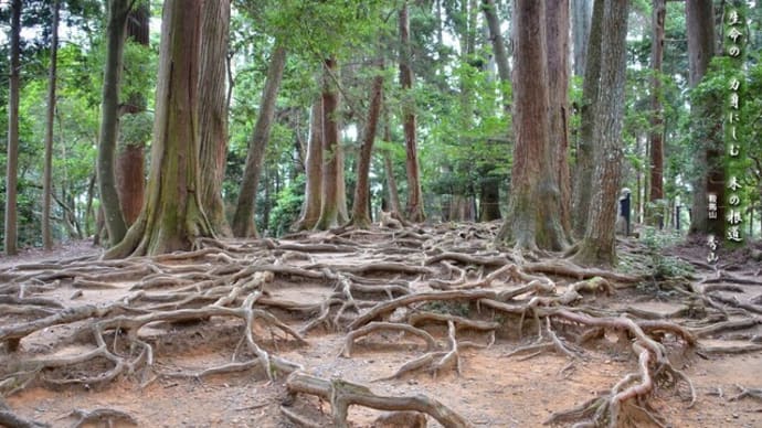 木の根道と生命力