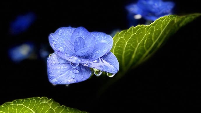 雨後の紫陽花も如何かなぁ☔️iPhone12ProMaxでどんな雰囲気か?