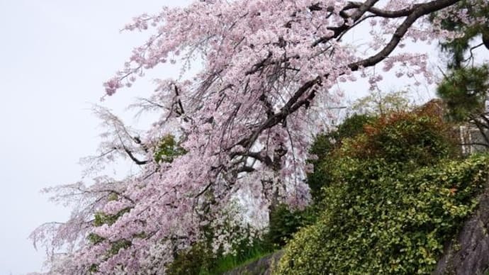 2024年 4月 2日(火)の京都市(14)