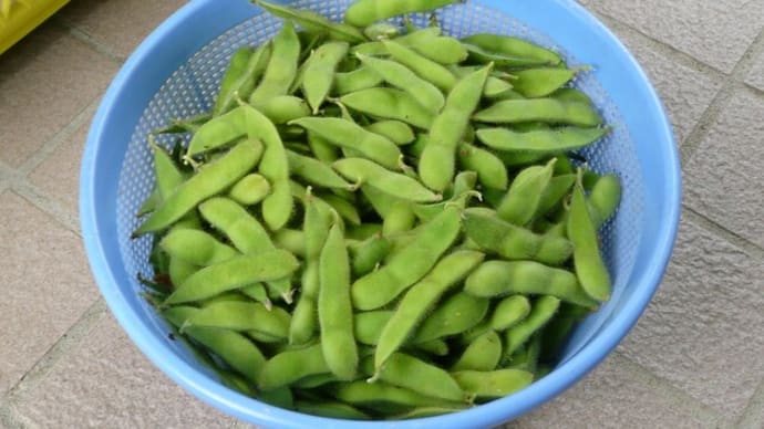 枝豆が採れ始めました