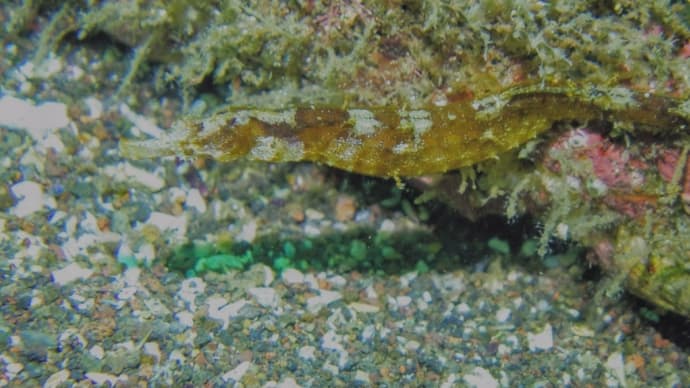 石橋最新生物事情2025/06/23[w/pics]