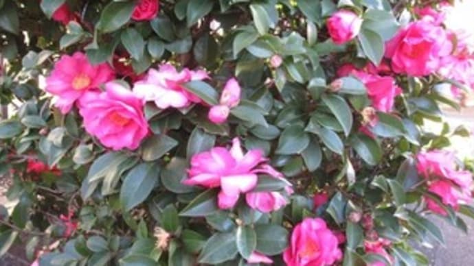 12/26 虎の門病院