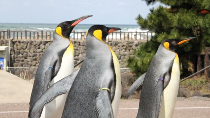 おでかけペンギン 越前松島水族館