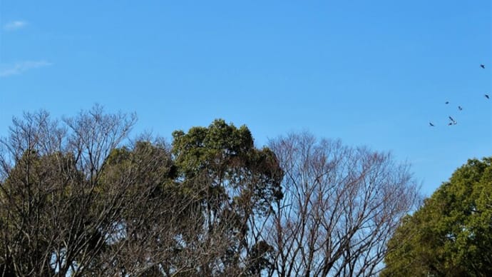 ヒヨドリさんの群れの中に、ツグミさんが・・・