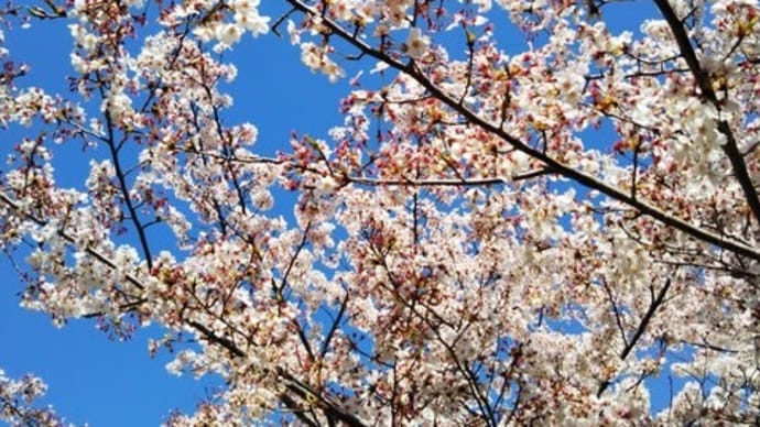 桜開化