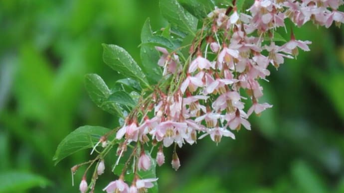雨が降る中のベニバナエゴノキの花