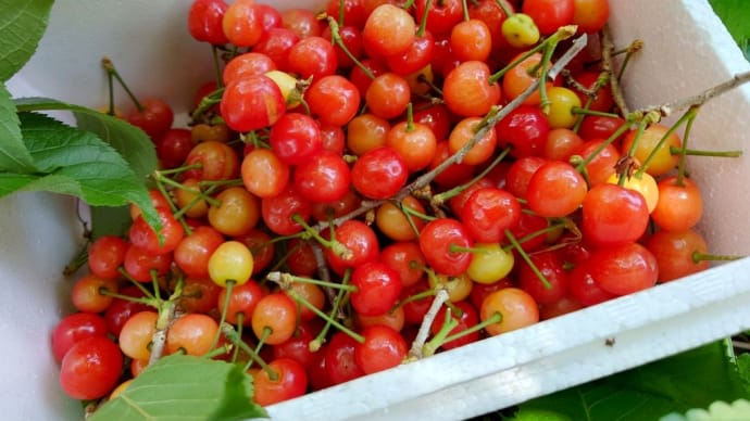 サクランボ🍒食べ放題と。。
