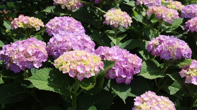 自宅の庭に咲く花