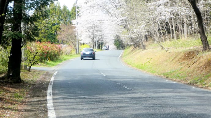 今日は花見日和･･･中世鎌倉街道･･･櫻の笛吹峠を行く