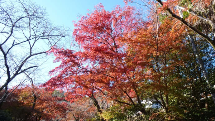 大津なぎさウォーク「新しい紅葉の場所を探して」〜滋賀県ウォーキング協会例会