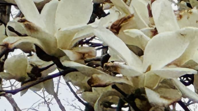 河津桜 コブシの花